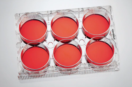 Eppendorf - Celledyrkningsplader