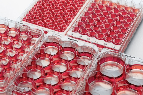 Eppendorf - Celledyrkningsplader